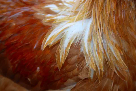 Image about the Veterinary Poultry Association Congress